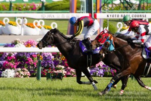 【競馬写真】2014年 第149回天皇賞・春(GI) フェノーメノ