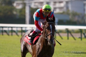 【競馬写真】2014年 第62回神戸新聞杯(GII) ワンアンドオンリー