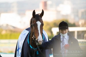 【競馬写真】2014年 第66回阪神ジュベナイルフィリーズ(GI) ショウナンアデラ
