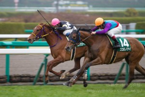 【競馬写真】2015年 第22回チューリップ賞(GIII) ココロノアイ