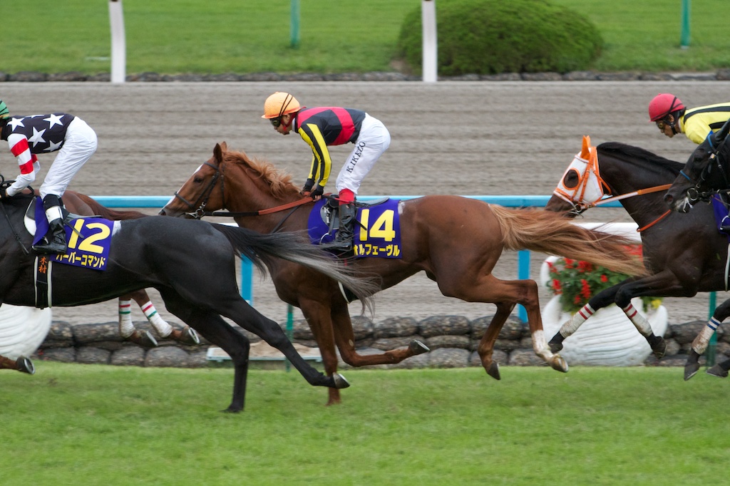 競馬写真 11年 第72回菊花賞 Gi オルフェーヴル