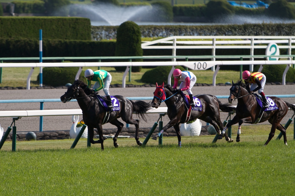 競馬写真 13年 第147回天皇賞 春 Gi フェノーメノ