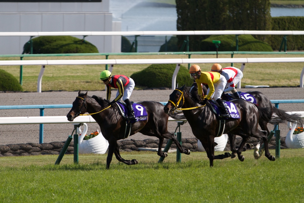 競馬写真 13年 第147回天皇賞 春 Gi フェノーメノ