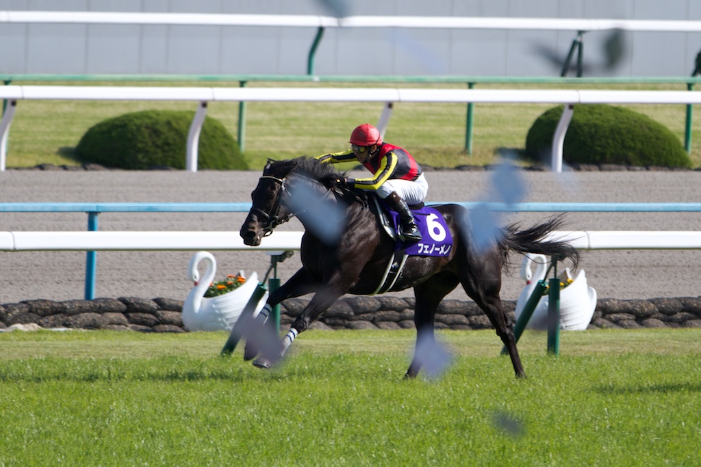 競馬写真 13年 第147回天皇賞 春 Gi フェノーメノ