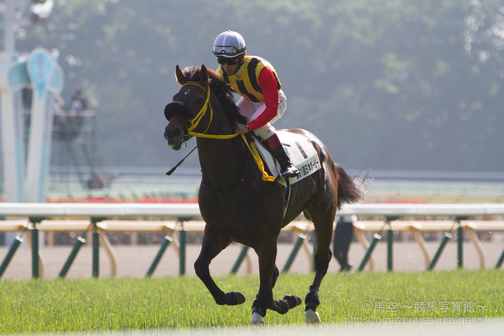 【競馬写真】2014年 第81回東京優駿/日本ダービー(GI) ワンアンドオンリー