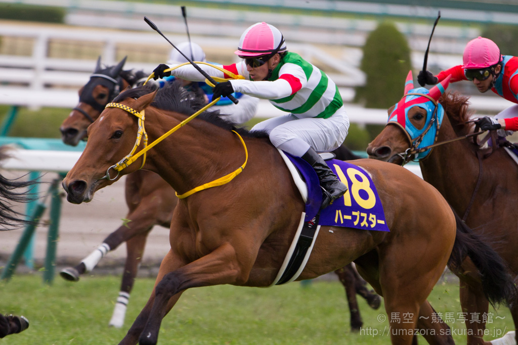 競馬写真】2014年 第74回桜花賞(GI) ハープスター