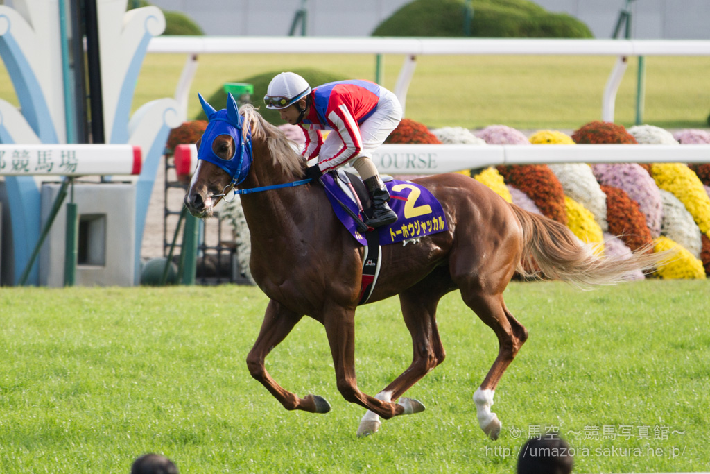 競馬写真 14年 第75回菊花賞 Gi トーホウジャッカル