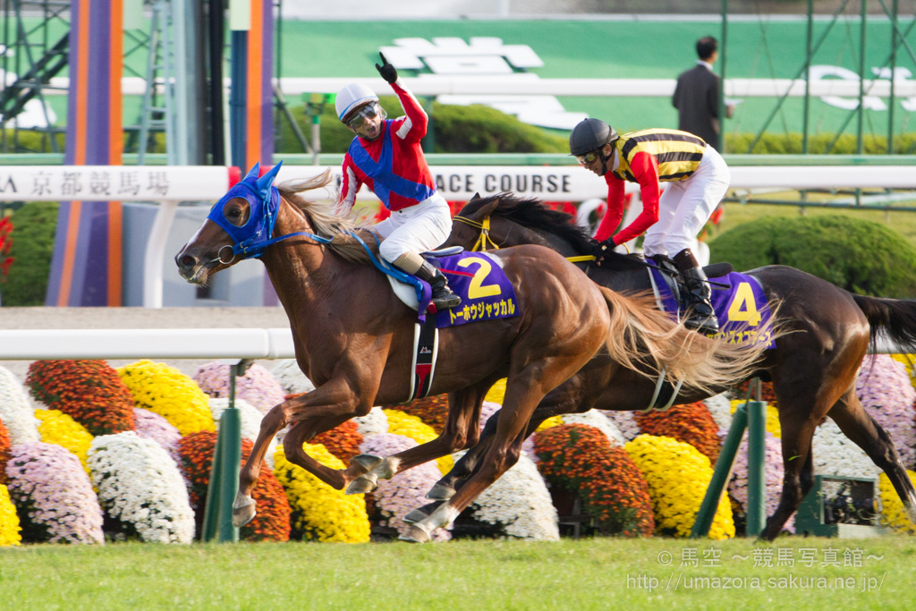 競馬写真 14年 第75回菊花賞 Gi トーホウジャッカル