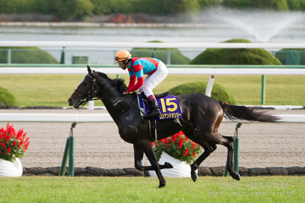 競馬写真 14年 第75回菊花賞 Gi トーホウジャッカル