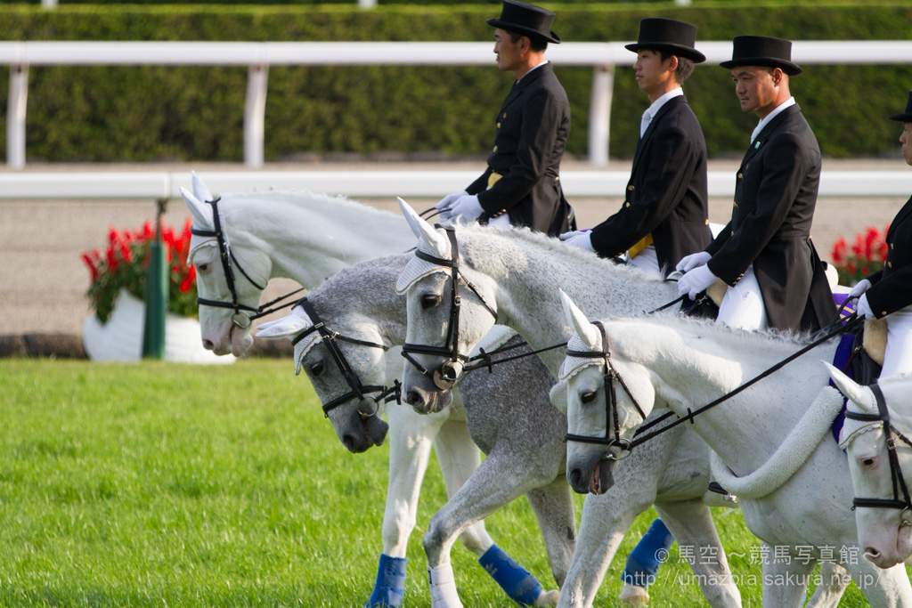 競馬写真 2014年 第75回菊花賞 Gi トーホウジャッカル