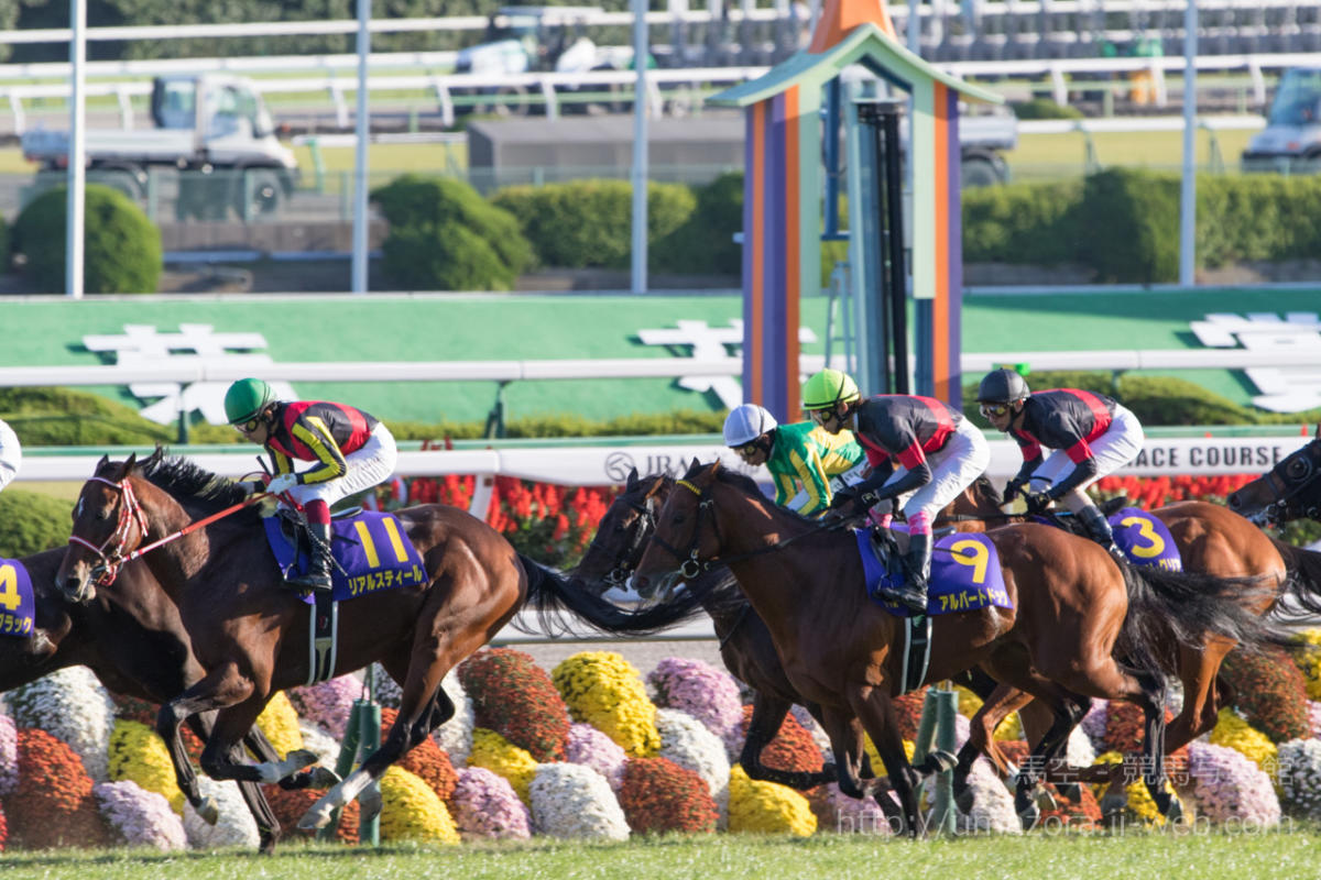 競馬写真】2015年 第76回菊花賞(GI) キタサンブラック – 【馬空-UMAZORA-】競馬写真・オリジナル競馬壁紙・一口馬主ブログ