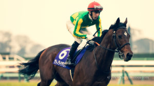 【競馬壁紙】サトノダイヤモンド｜PC(パソコン)・スマホ・タブレット画像