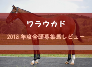 【一口馬主】2018年度 ワラウカド 全頭評価・募集馬レビュー